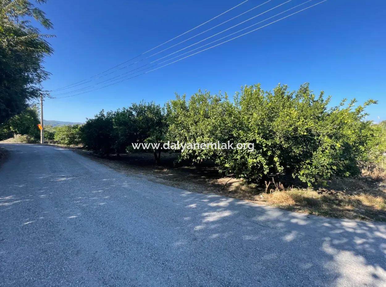 2D Lemon Orchard For Sale In Marmarli, Dalyan