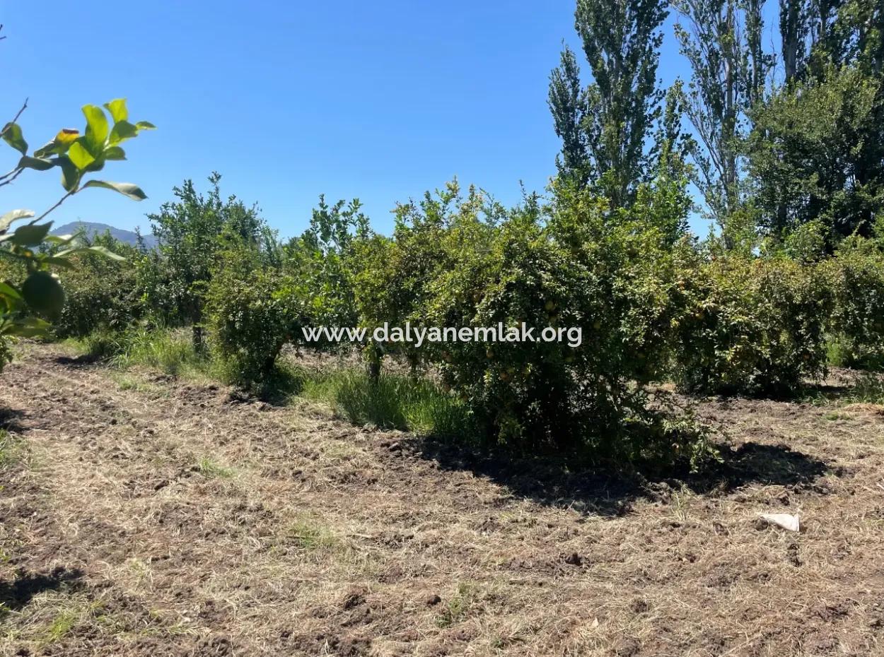 Road-New 6820M2 Pomegranate And Lemon Orchard Is For Sale In Tepearası