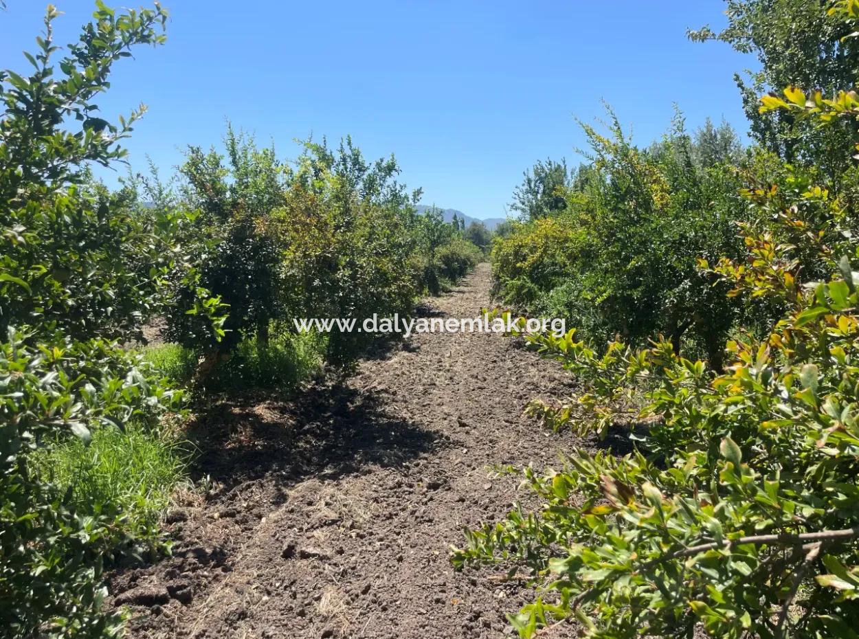 Road-New 6820M2 Pomegranate And Lemon Orchard Is For Sale In Tepearası