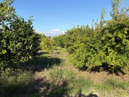 6150M2 Lemon And Pomegranate Garden For Sale In Eskiköy