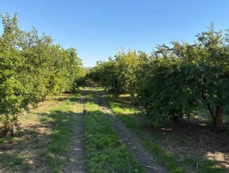 6150M2 Lemon And Pomegranate Garden For Sale In Eskiköy