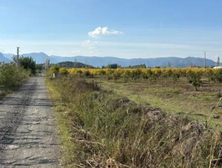 21500M2 Pomegranate Orchard For Sale In Eskiköy