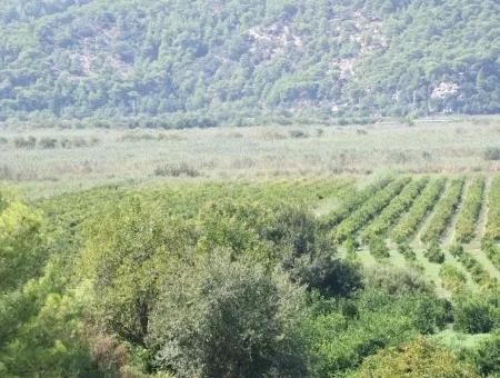 For Sale Farm For Sale In Dalyan 73410M2