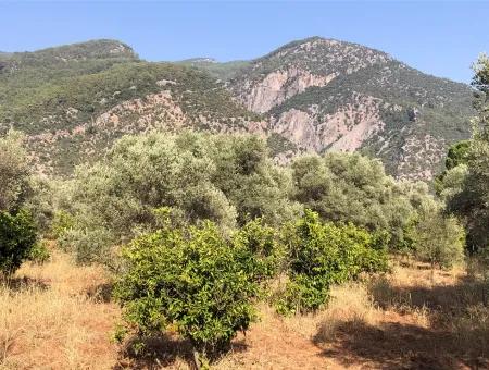 Land Field For Sale In Köyceğinz Yangi 9406M2 Land For Sale