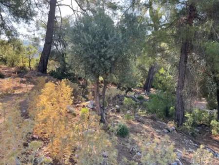 2620M2 Land Field For Sale With Sea View Of Çandir