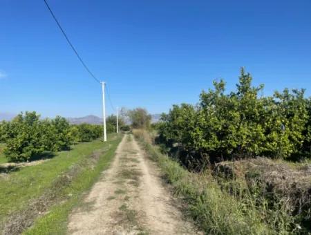 10,000M2 Lemon Garden For Sale In Karadons