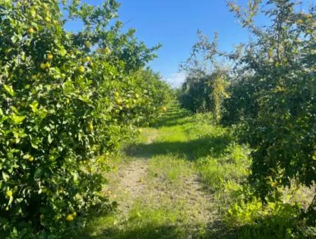 10,000M2 Lemon Garden For Sale In Karadons