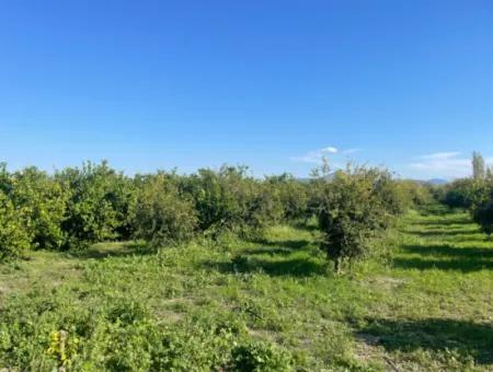 10,000M2 Lemon Garden For Sale In Karadons