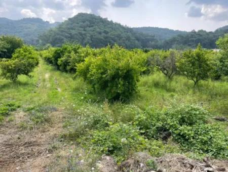 7800M2 Land For Sale At The Beginning Of Iztuzu Beach Road In Gökbel