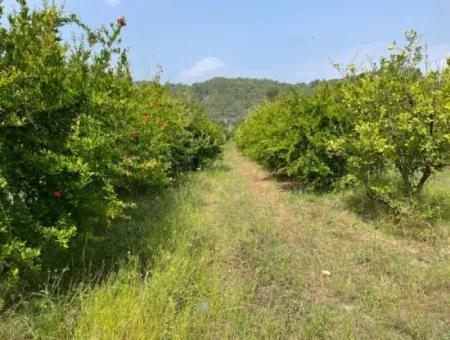 7800M2 Land For Sale At The Beginning Of Iztuzu Beach Road In Gökbel