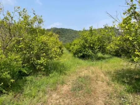 7800M2 Land For Sale At The Beginning Of Iztuzu Beach Road In Gökbel