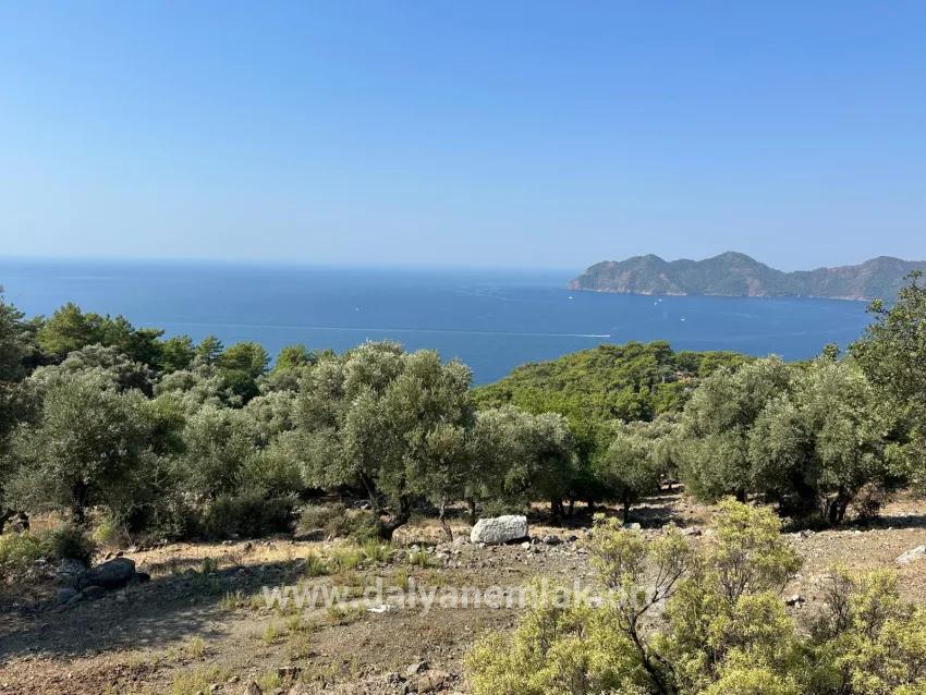 Для продажи Поле в Çandır Köyceğiz - Под Поле застройку - 21.000 m²