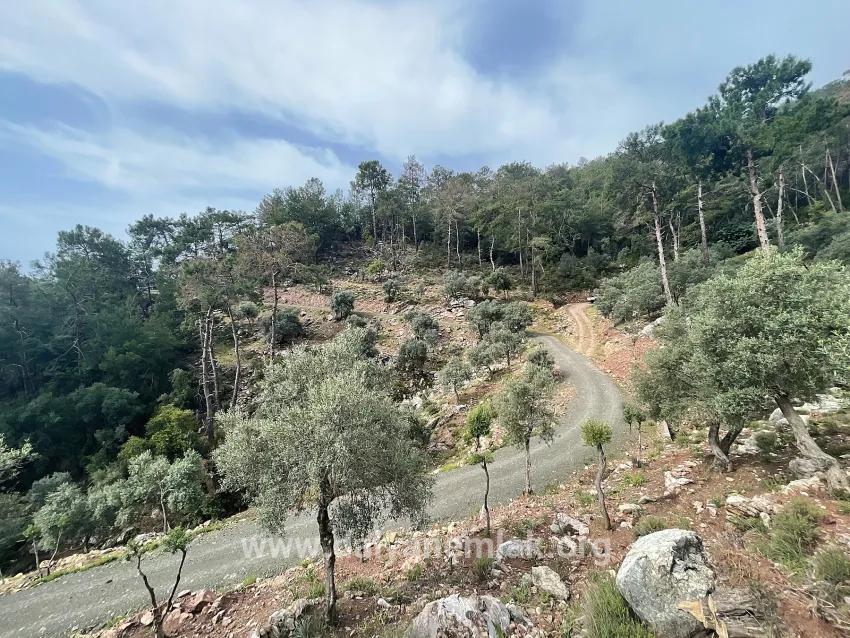 Для продажи Поле в Ekincik Köyceğiz - Под Оливковая роща застройку - 7.000 m²