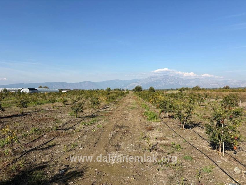 Для продажи Поле в Eskiköy Ortaca - Под Поле застройку - 21.500 m²