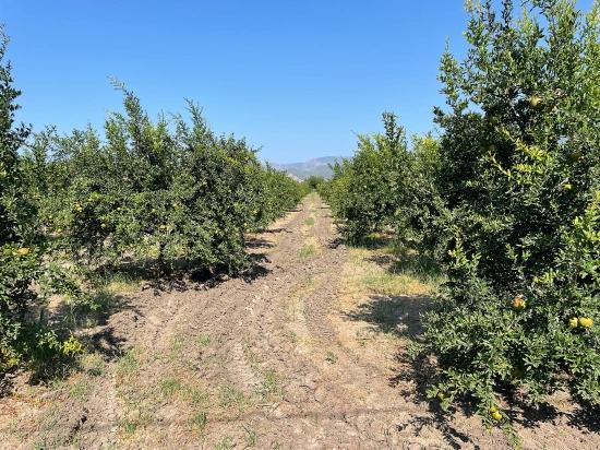 Гранатовый Сад Площадью 10 000 М² На Продажу В Районе Арикбаши Герендюзю В Дальяне.