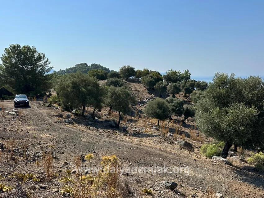 Köyceğiz Çandır Mah. Satılık Tarla - Tarla İmar Durumlu - 21.000 m²