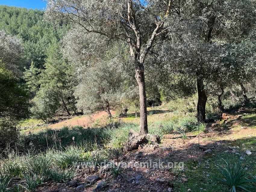 Gökbel'de Doğa Ve Orman İçerisinde Satılık Tarla