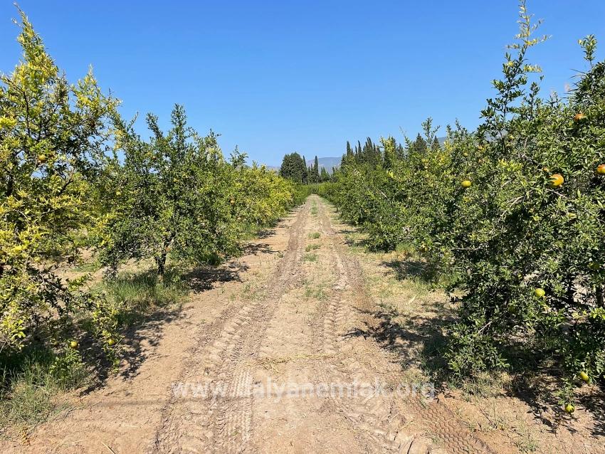 Dalyan Arıkbaşı Gerendüzü Mevkiinde 10,000m2 Satılık Nar Bahçesi