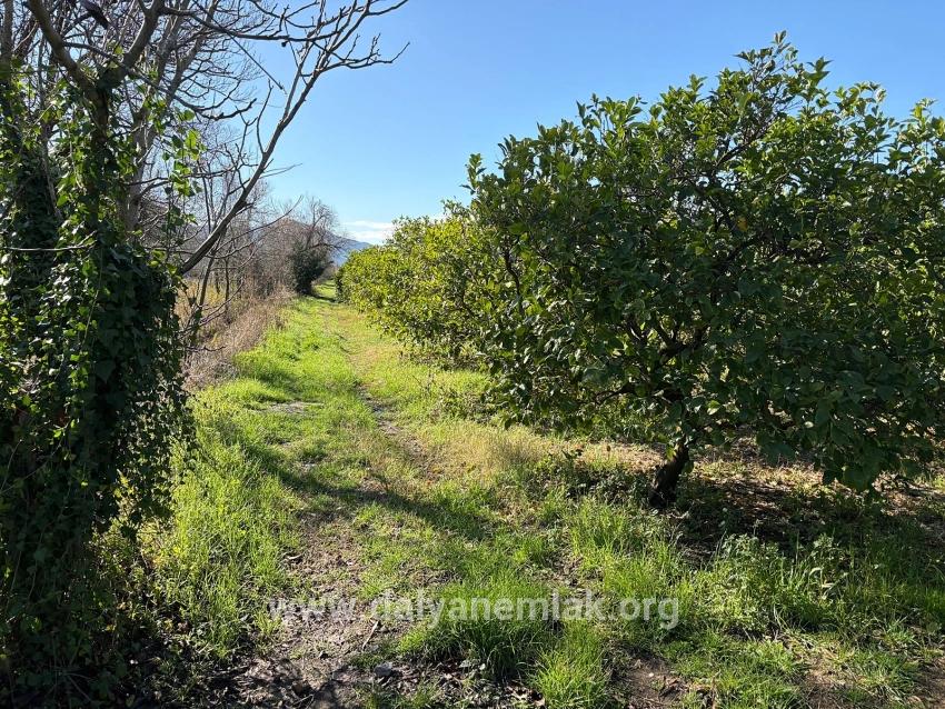 Dalyan'da 16.500m2 Satılık Limon Bahçesi