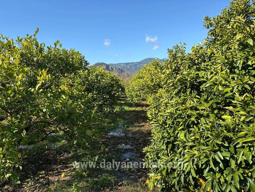Dalyan'da 16.500m2 Satılık Limon Bahçesi