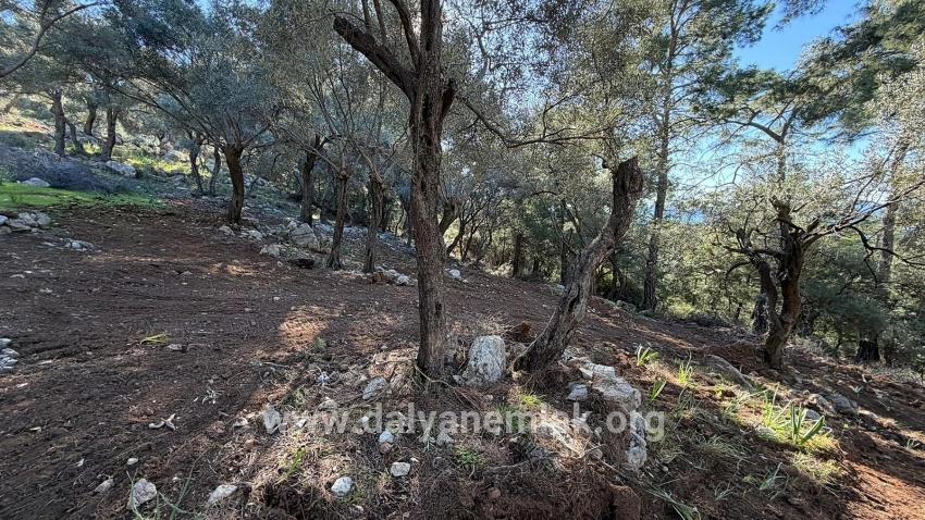 Köyceğiz Çandır Mah. Satılık Tarla - Konut İmar Durumlu - 5.715 m²