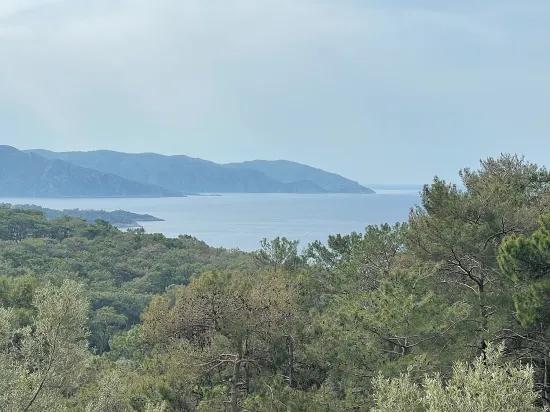 Köyceğiz Ekincik deniz manzaralı 7.000m2 2b satılık zeytinlik