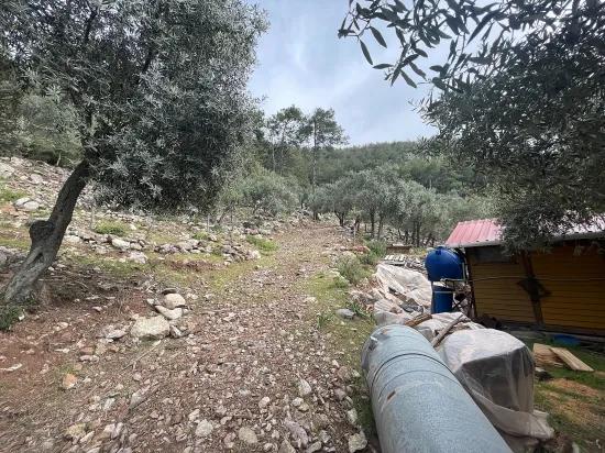 Köyceğiz Ekincik deniz manzaralı 7.000m2 2b satılık zeytinlik