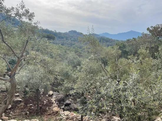 Köyceğiz Ekincik deniz manzaralı 7.000m2 2b satılık zeytinlik