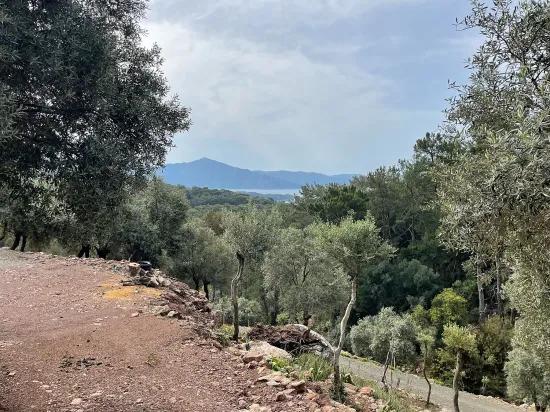 Köyceğiz Ekincik deniz manzaralı 7.000m2 2b satılık zeytinlik