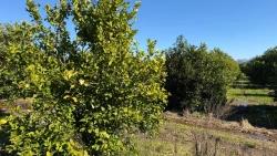 Ortaca Okçular Mah. Satılık Arsa - Konut İmar Durumlu - 2.218 m²