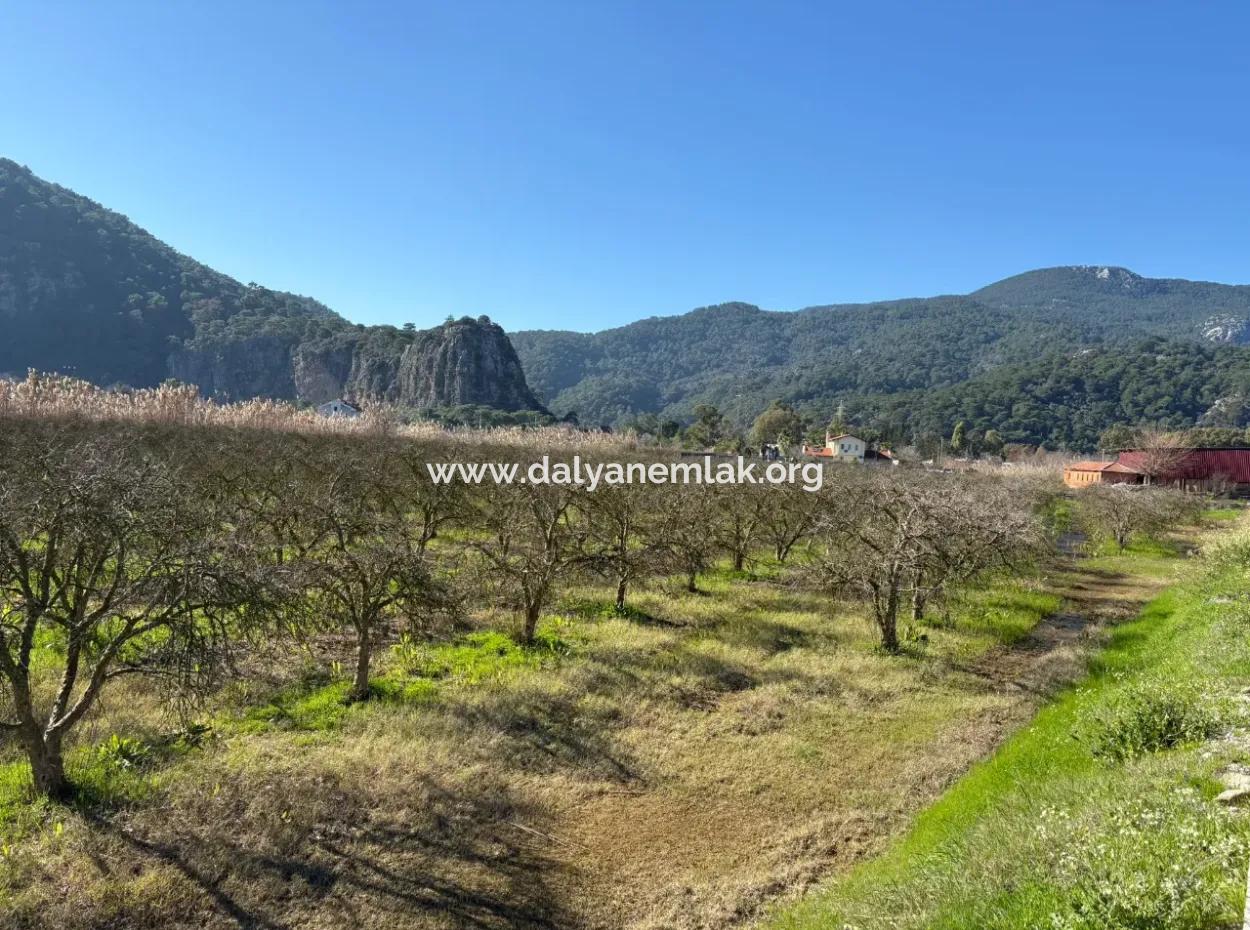 Dalyan'da Bağ Bahçe Olarak 5985M2 %5 İmarlı Satılık Arsa