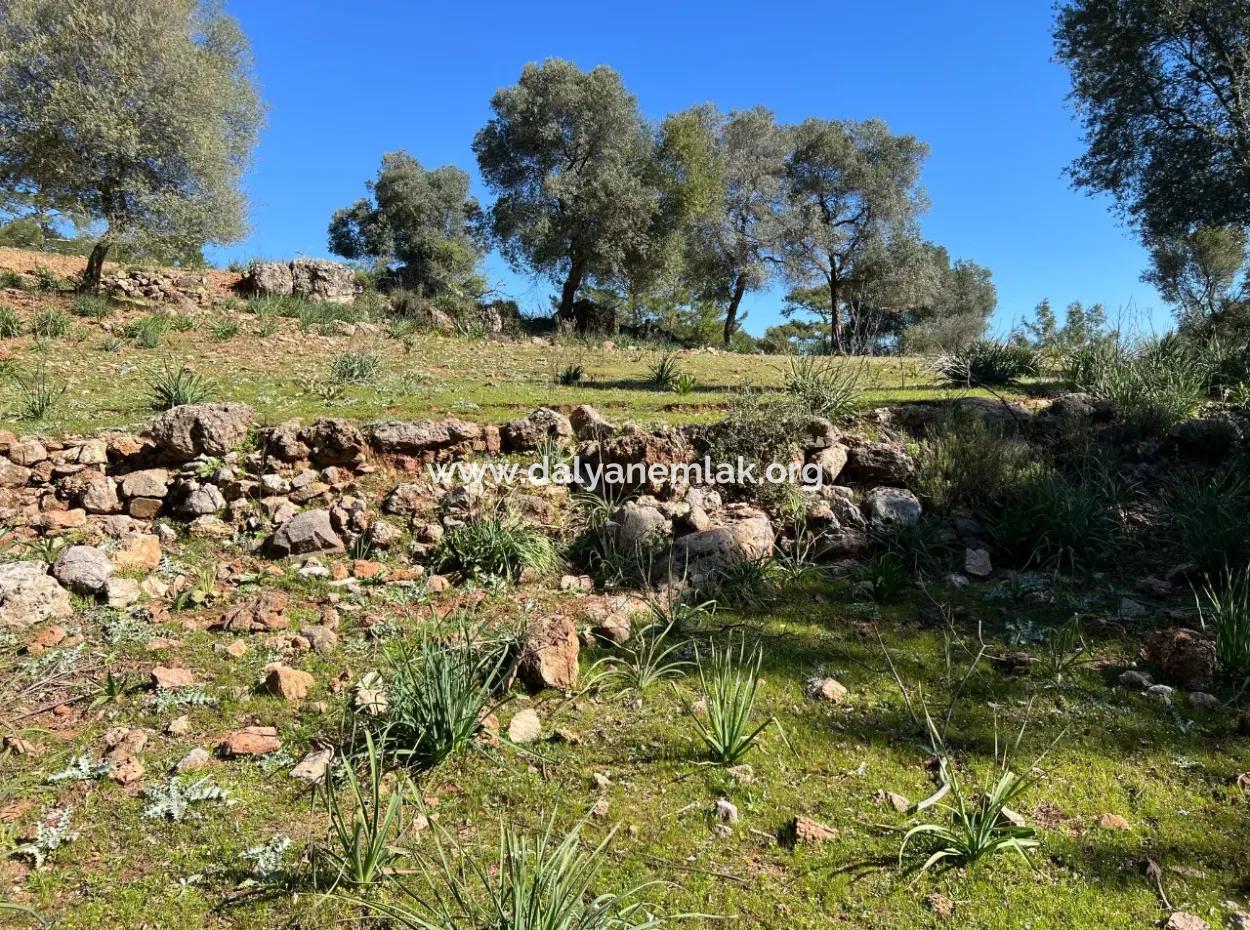 Gökbel'de Doğa Ve Orman İçerisinde Satılık Tarla