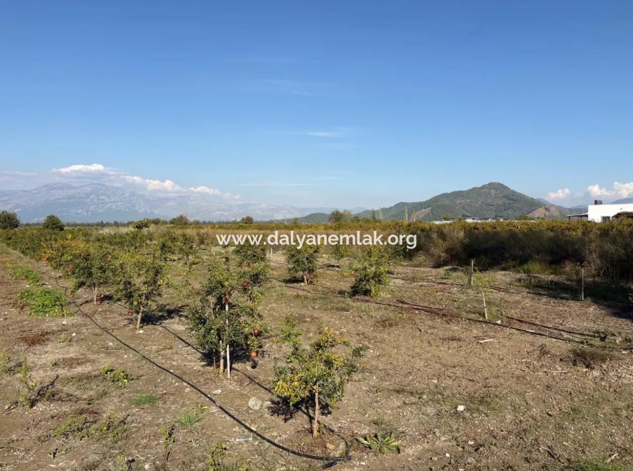 Eskiköy'de 21500M2 Satılık Nar Bahçesi