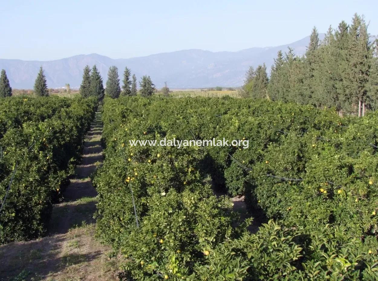 Tepearasında Satılık Bahçe Ortaca Tepearasında 65,000M2 Satılık Partakal Bahçe