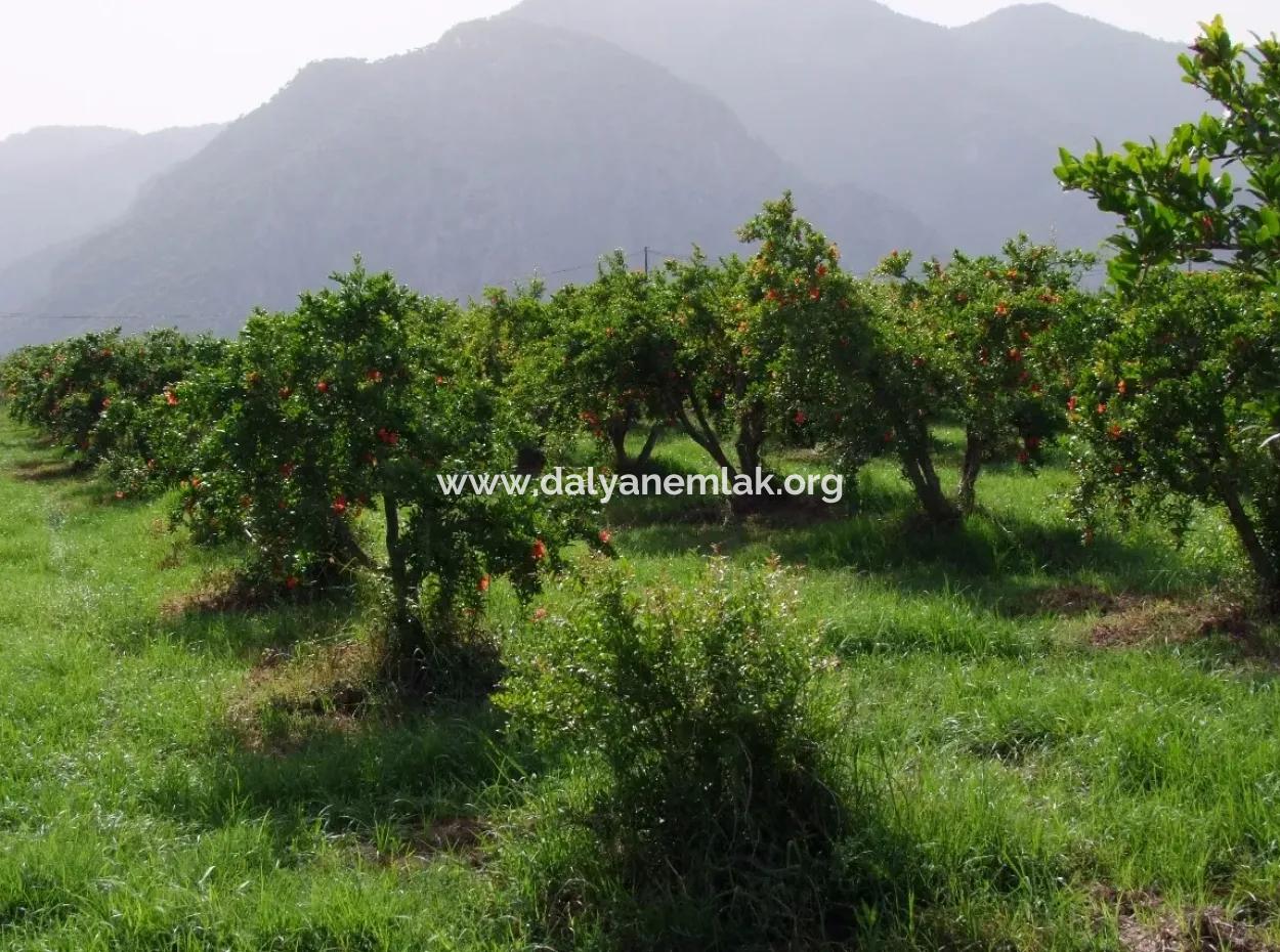 Dalyan İztuzu Satılık Bahçe Dalyan Göle Sıfır Satılık Arsa