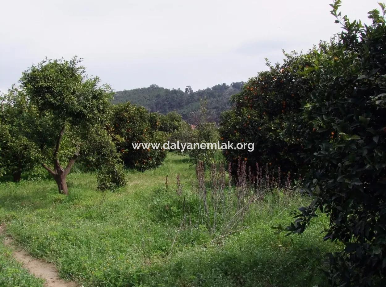 Gökçede Satılık Portakal Bahçesi 24,000M2 Denize Yakın Satılık Kelepir Satılık Bahçesi