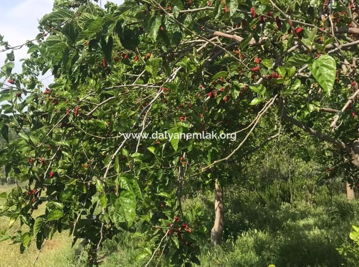 Seydikemer Korubükün Satılık 76000M2 Ciftlik Arazisi