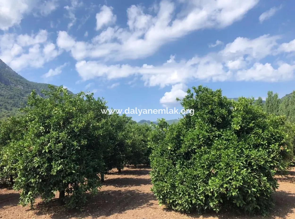 Sultaniye Satılık Arsa Köyceğiz Sultaniye Göle Denize Sıfır Satılık Arsa