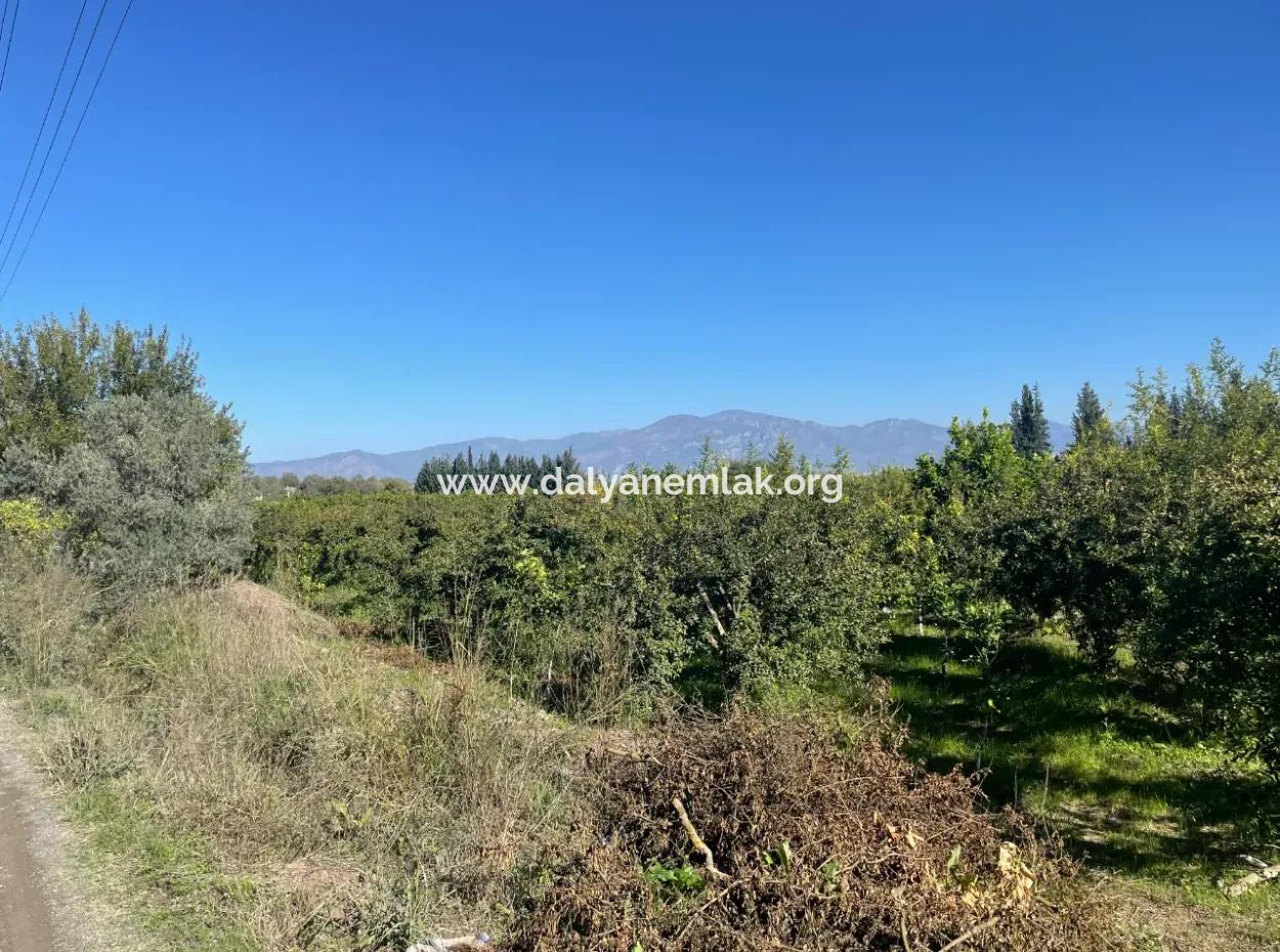 Dalyan'da Satılık 2223M2 Tarla