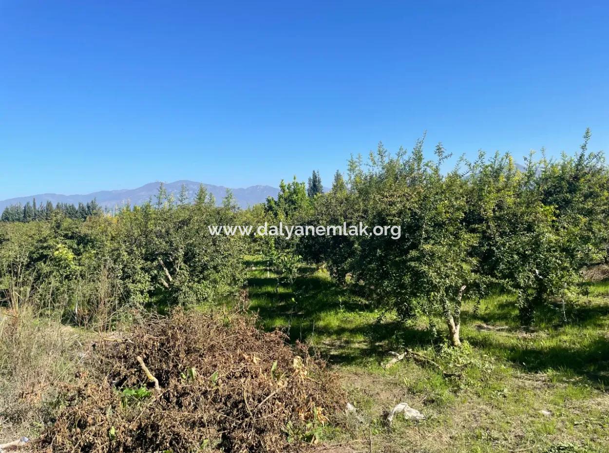 Dalyan'da Satılık 2223M2 Tarla