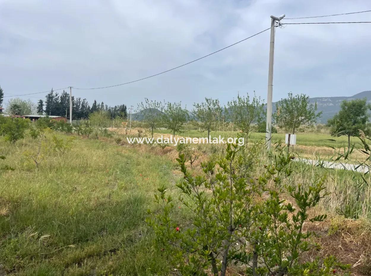 Dalyan'da 6500M2 Satılık Tarla