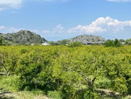 Dalyan Maraş Mevkiinden 5,100M2 %5 Konut İmarlı Satılık Arsa