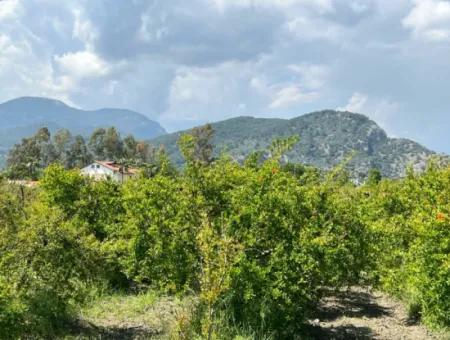 Dalyan Maraş Mevkiinden 5,100M2 %5 Konut İmarlı Satılık Arsa