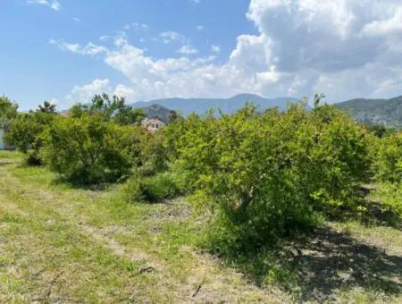 Dalyan Maraş Mevkiinden 5,100M2 %5 Konut İmarlı Satılık Arsa