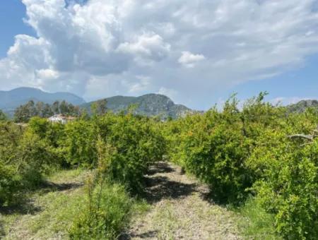 Dalyan Maraş Mevkiinden 5,100M2 %5 Konut İmarlı Satılık Arsa