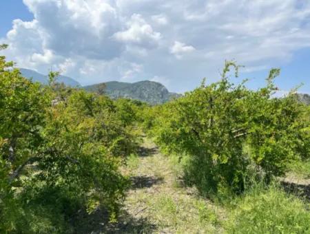 Dalyan Maraş Mevkiinden 5,100M2 %5 Konut İmarlı Satılık Arsa