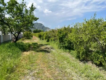 Dalyan Maraş Mevkiinden 5,100M2 %5 Konut İmarlı Satılık Arsa