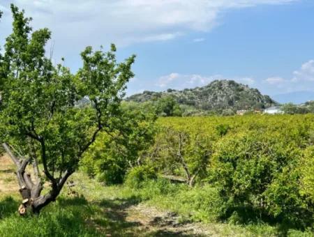 Dalyan Maraş Mevkiinden 5,100M2 %5 Konut İmarlı Satılık Arsa