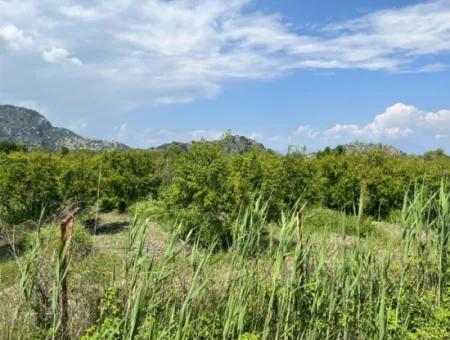 Dalyan Maraş Mevkiinden 5,100M2 %5 Konut İmarlı Satılık Arsa