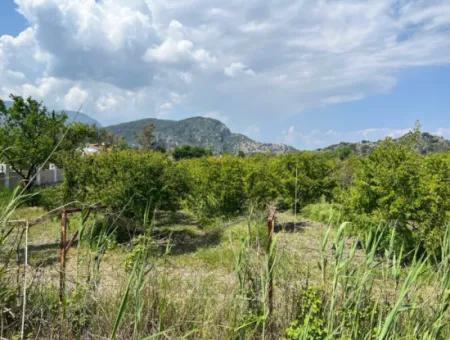 Dalyan Maraş Mevkiinden 5,100M2 %5 Konut İmarlı Satılık Arsa